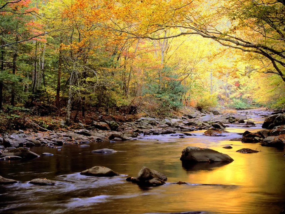 A river flows through a forest with vibrant autumn foliage in shades of yellow and orange.