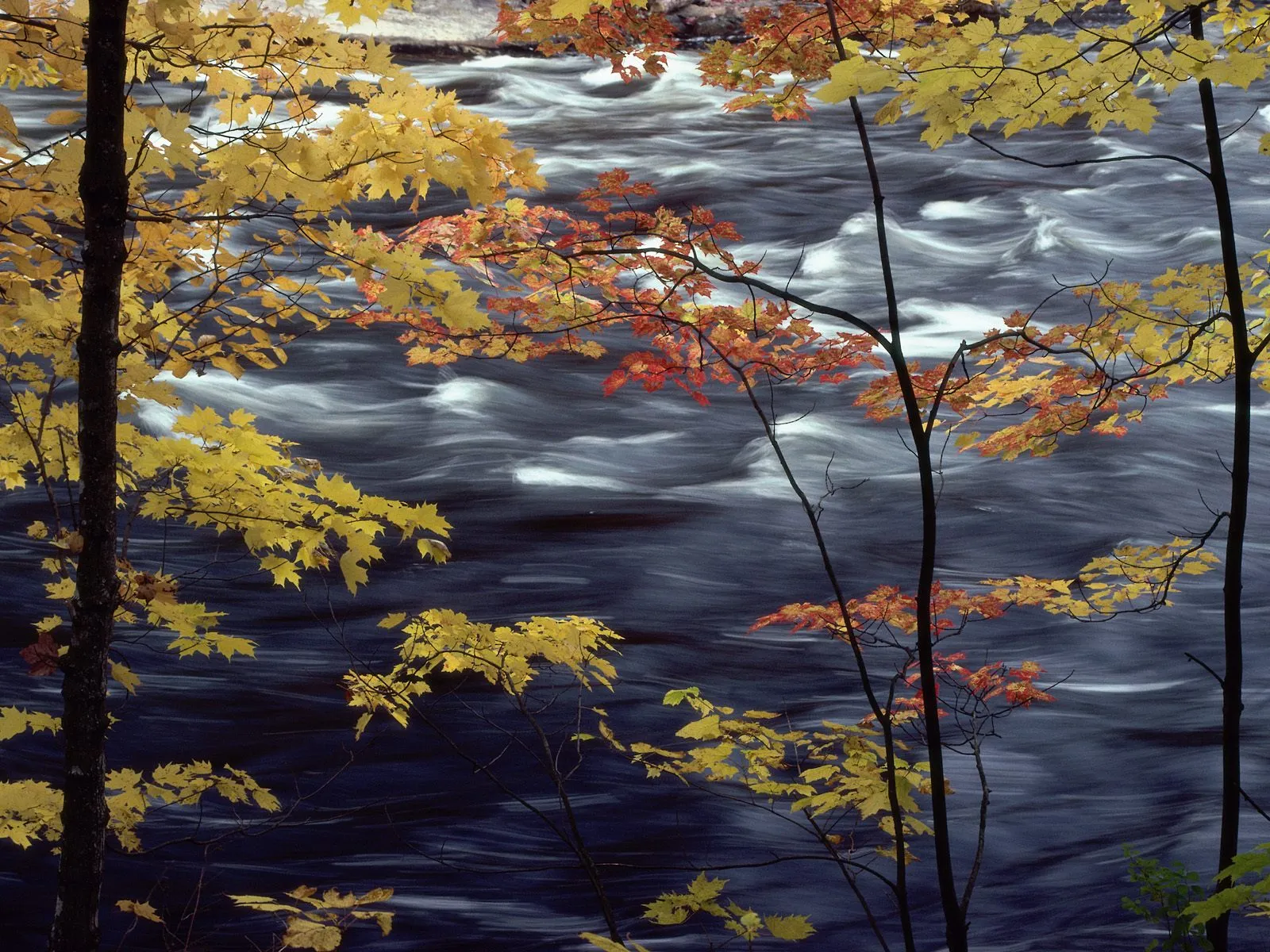 Bright yellow and red autumn leaves frame a dark, fast-flowing river with white rapids.