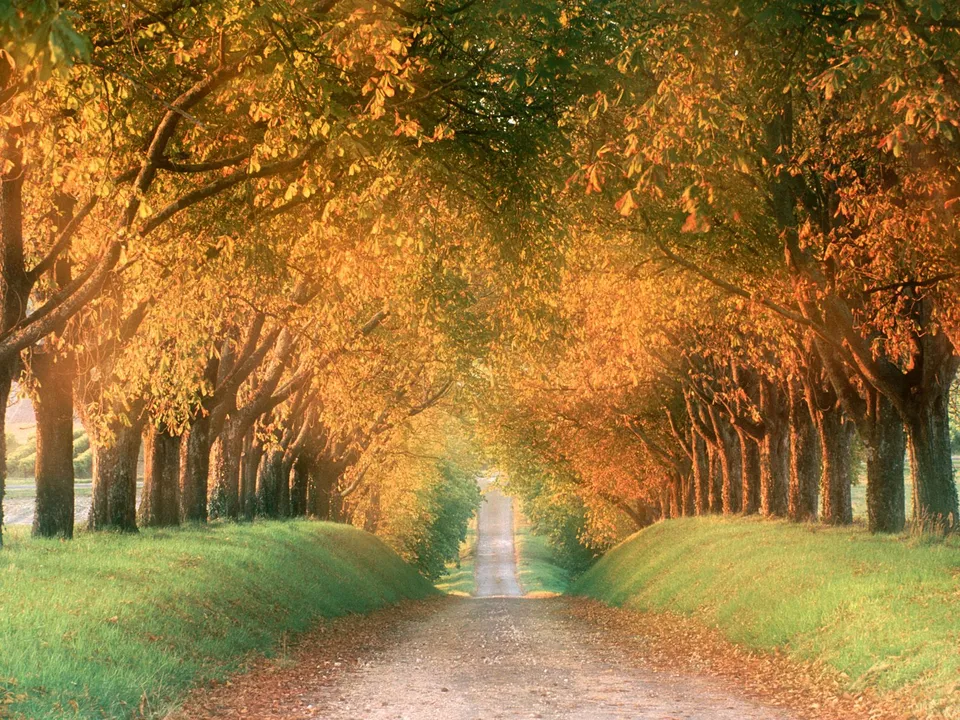 A dirt road lined with trees displaying vibrant autumn foliage, bathed in warm sunlight.