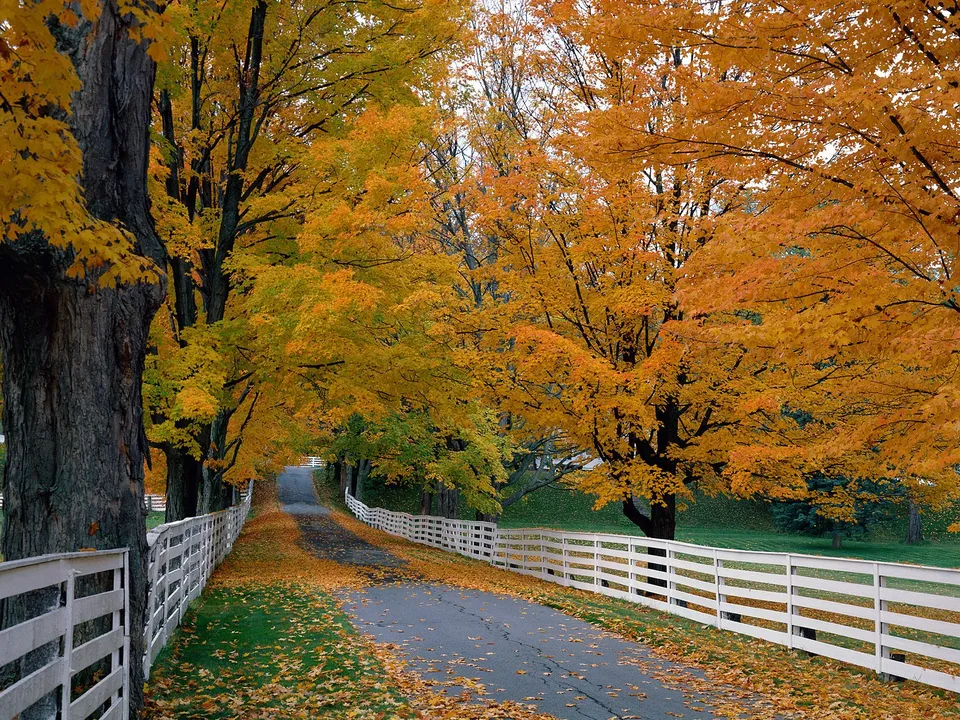 A winding road lined with a white fence and trees displaying vibrant autumn foliage.