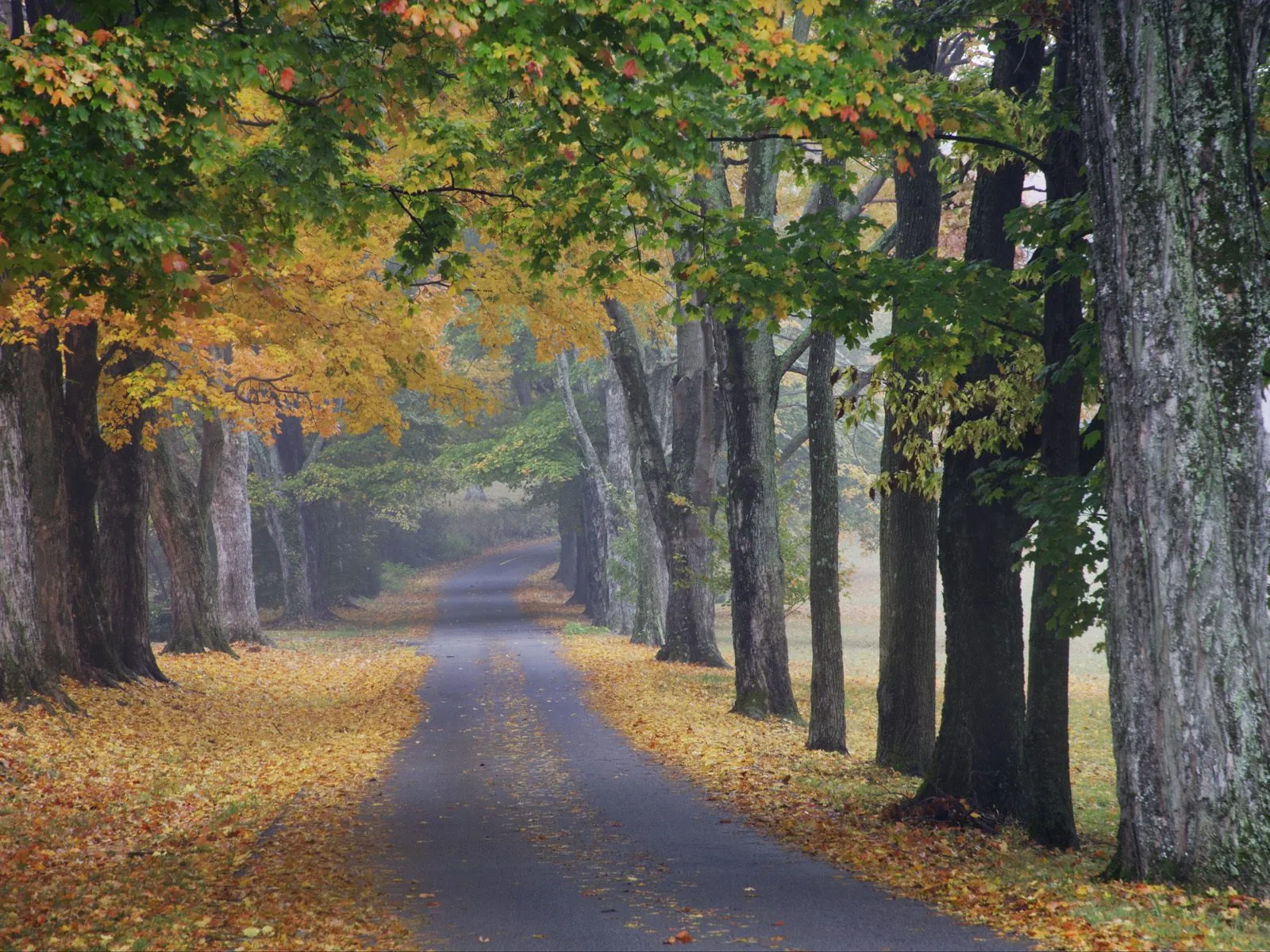 A paved road curves through a forest lined with trees displaying vibrant autumn colors and fallen leaves.
