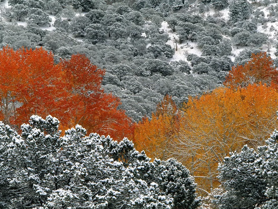 A hillside covered in trees, some with bright orange and yellow leaves, others with snow-covered branches.