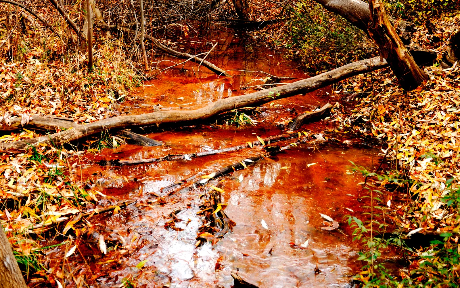 A shallow stream with reddish-brown water flows through a forest floor covered in fallen autumn leaves and logs.
