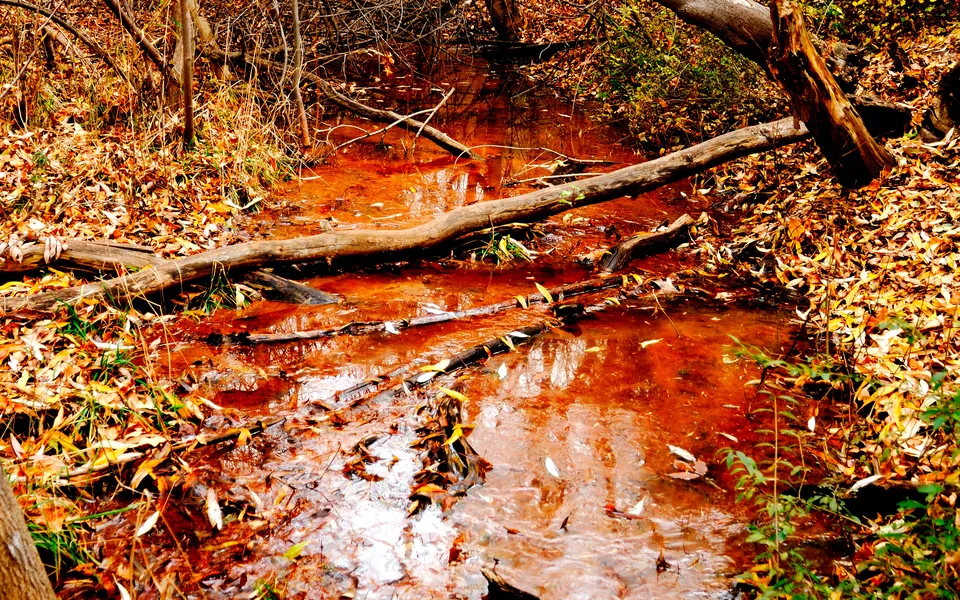 A shallow stream with reddish-brown water flows through a forest floor covered in fallen autumn leaves and logs.