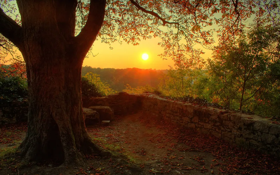 A vibrant sunset casts a golden glow over a landscape with a large tree and stone wall in the foreground.