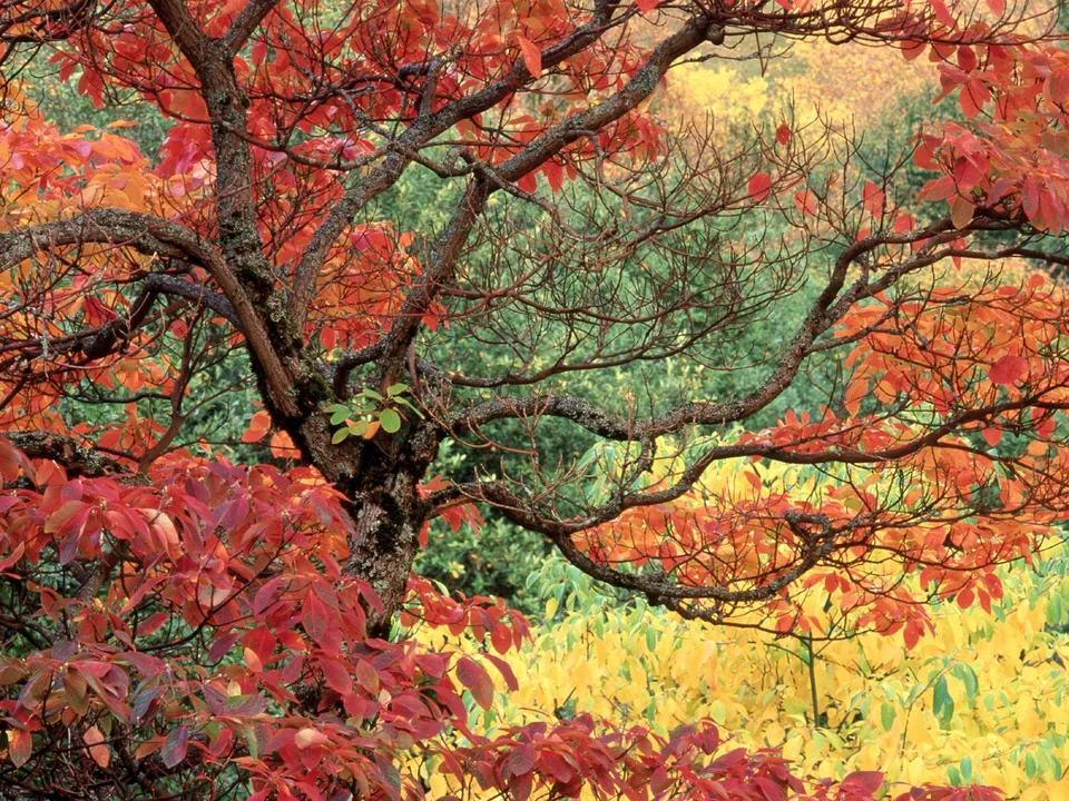 A close-up of a tree with bright red and orange leaves in autumn, with a background of yellow and green foliage.