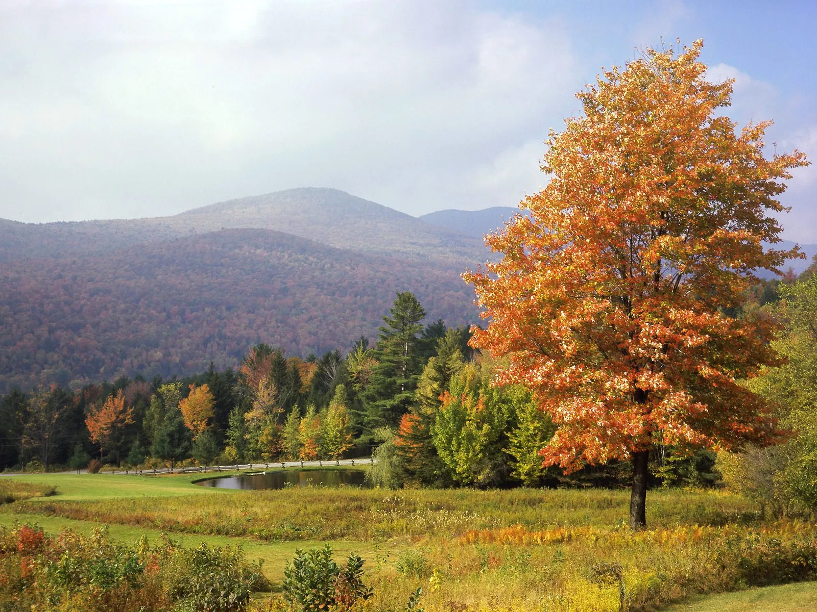A bright orange tree stands in a field with rolling hills covered in autumn foliage in the background.
