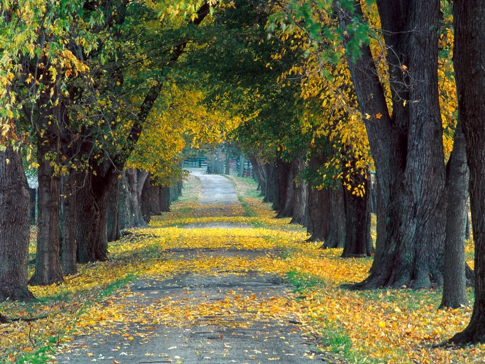 A dirt path lined with large trees displaying vibrant yellow and green autumn leaves.