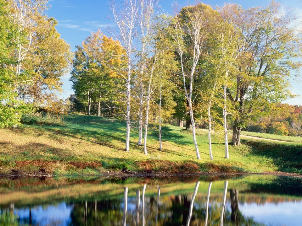 Tall birch trees with yellowing leaves stand beside a calm lake reflecting the sky and trees.