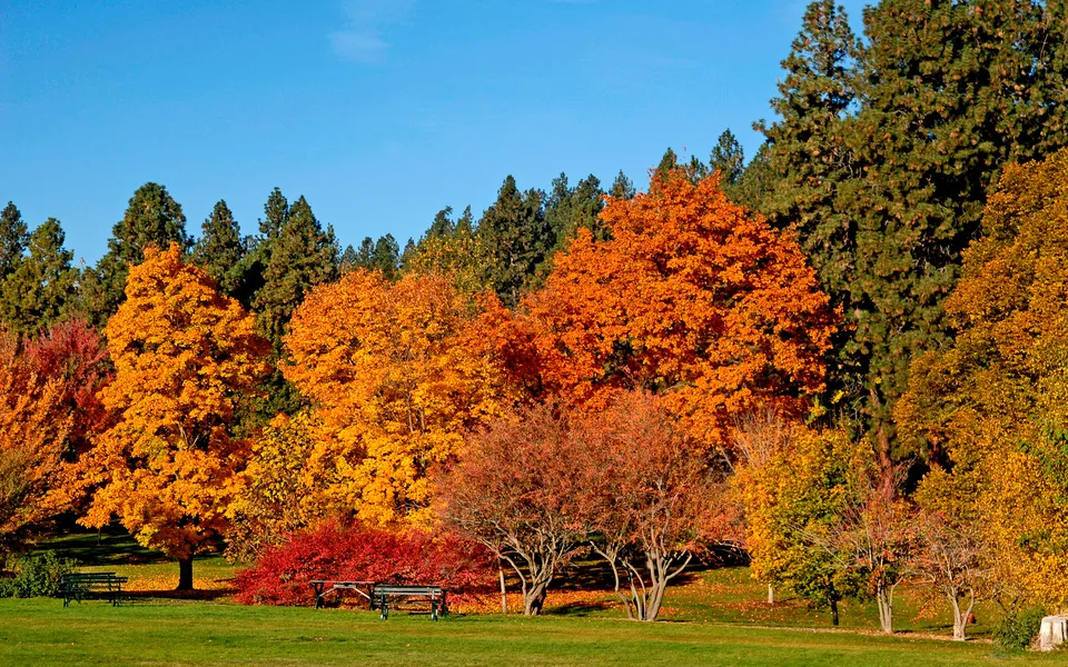 A park scene with vibrant orange, yellow, and red trees under a clear blue sky.