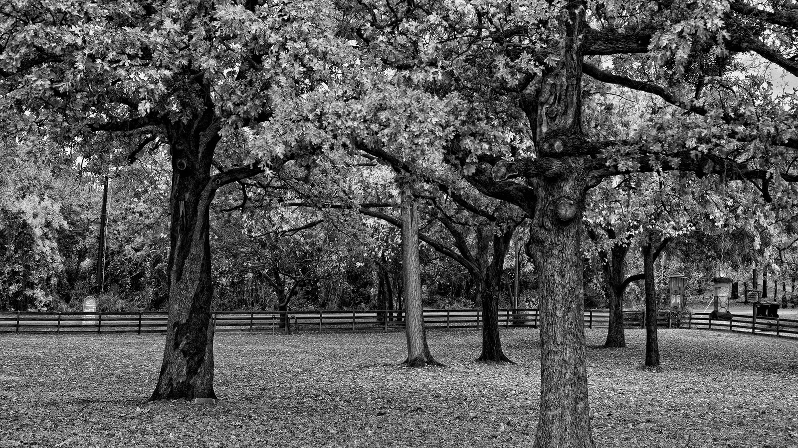 A black and white photograph of large trees with fallen leaves on the ground in a park setting.
