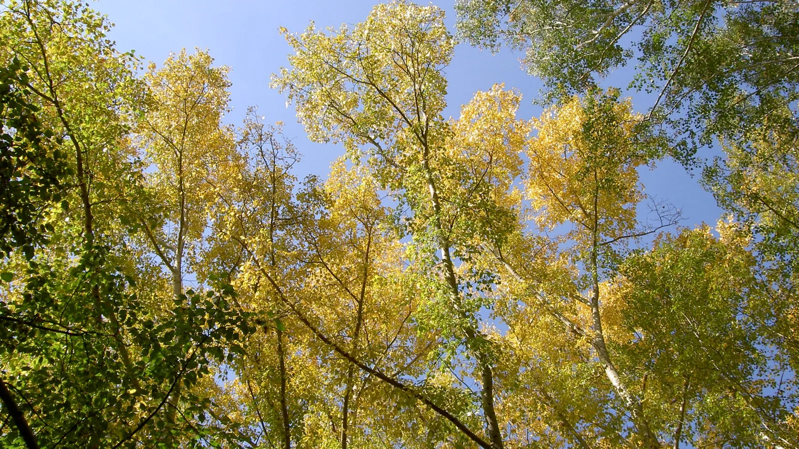 Looking up through a canopy of trees with yellow and green leaves against a clear blue sky.