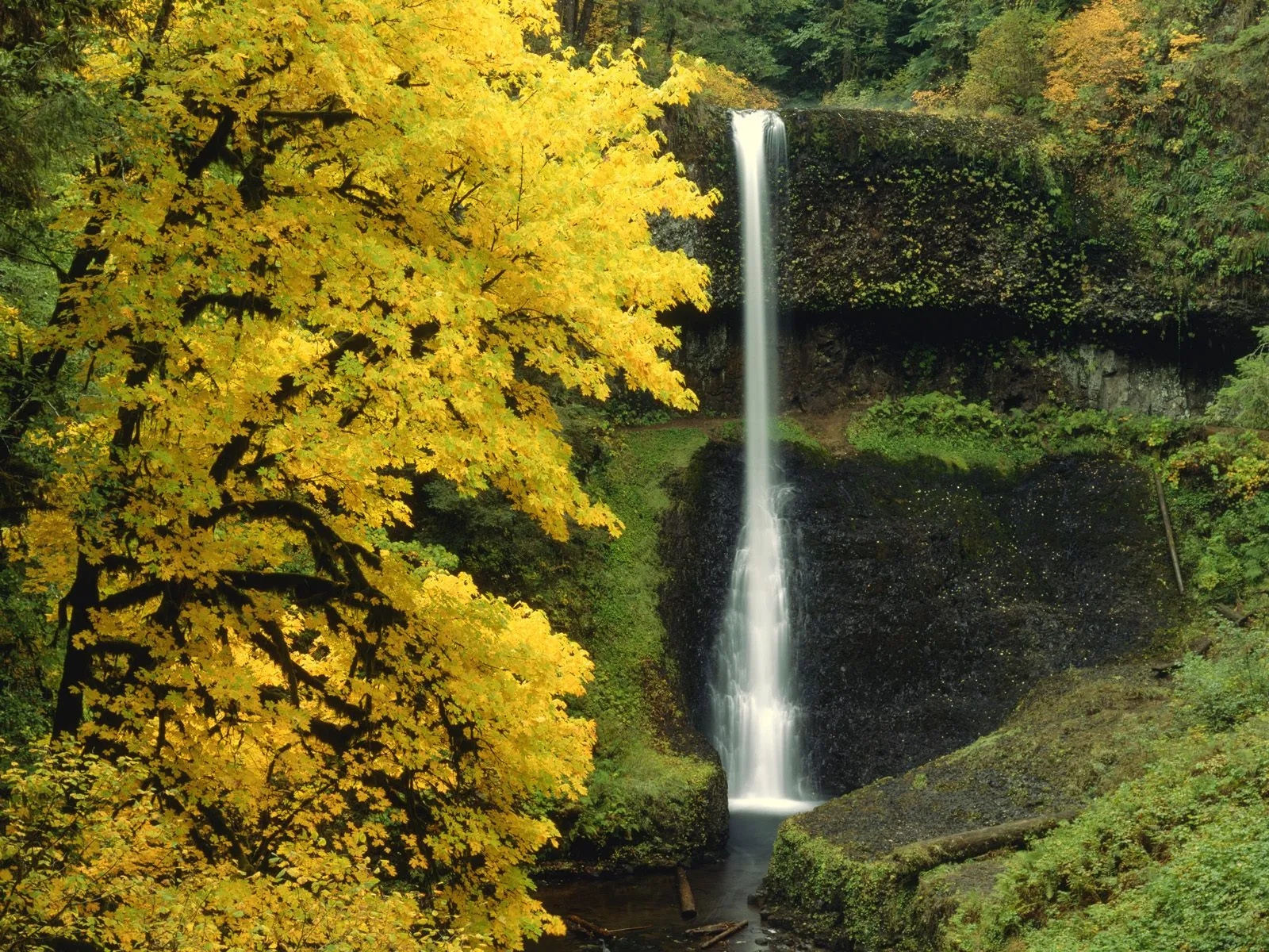 A tall waterfall cascades down a rocky cliff face, framed by a vibrant tree with bright yellow autumn leaves.