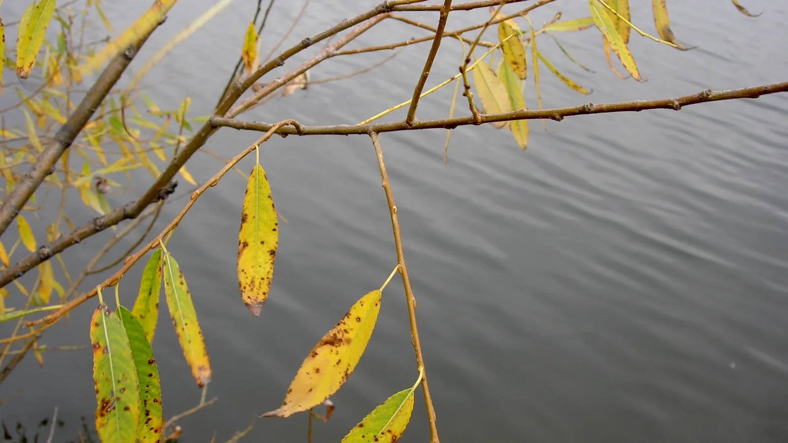 Close-up of yellowing willow leaves on branches hanging over calm, grey water.