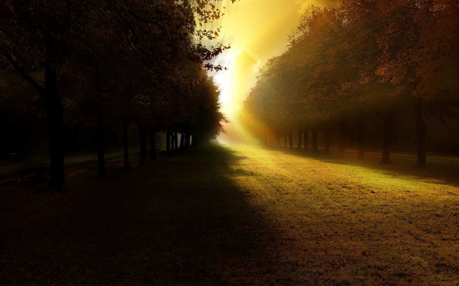 A path lined with trees is illuminated by golden sunlight breaking through the mist.