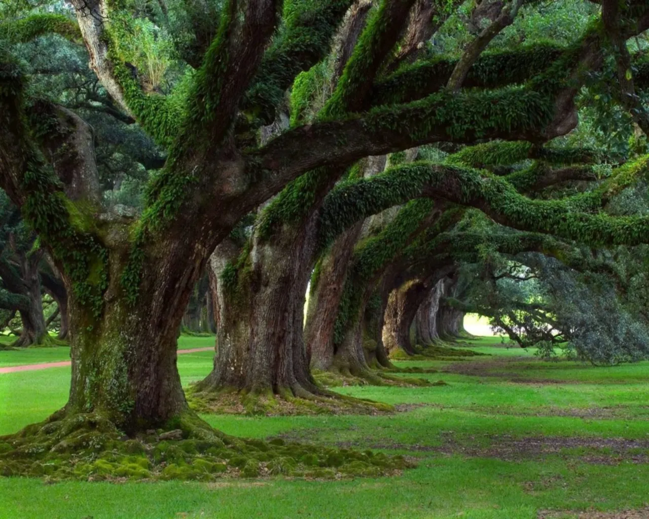 A long pathway lined with ancient live oak trees covered in Spanish moss.