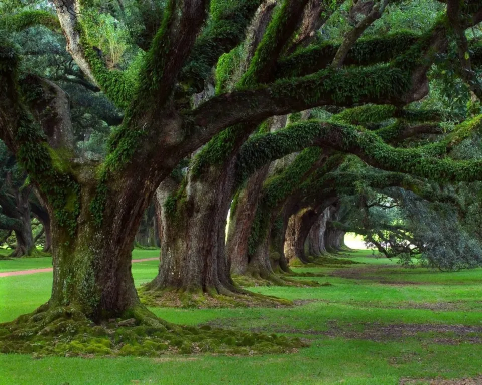 A long pathway lined with ancient live oak trees covered in Spanish moss.