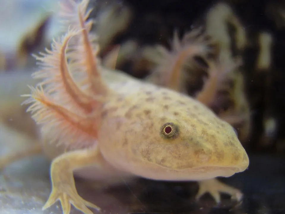 A close-up of a pale axolotl showing its feathery external gills and spotted skin.