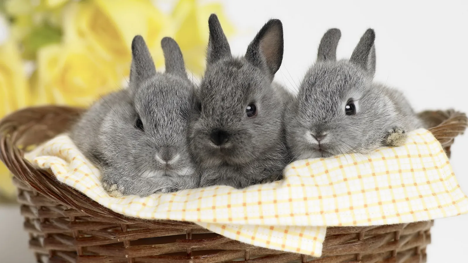 Three fluffy grey baby bunnies are nestled together in a wicker basket lined with a yellow and white checkered cloth.