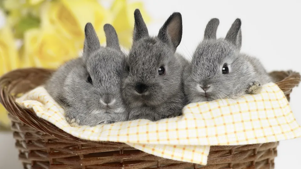 Three fluffy grey baby bunnies are nestled together in a wicker basket lined with a yellow and white checkered cloth.