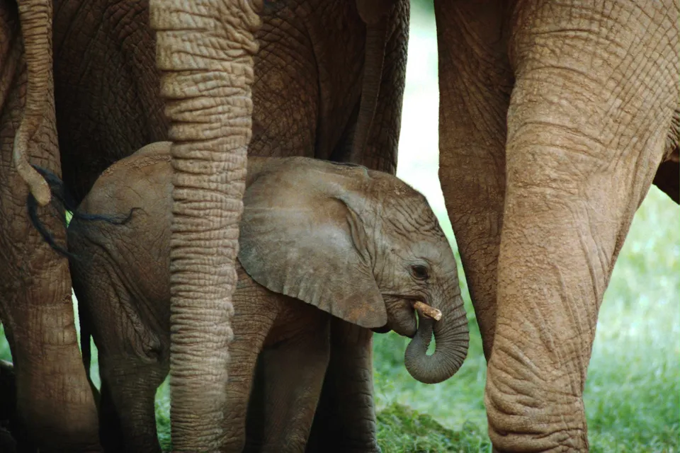 A small baby elephant stands between the legs of adult elephants, chewing on a stick.