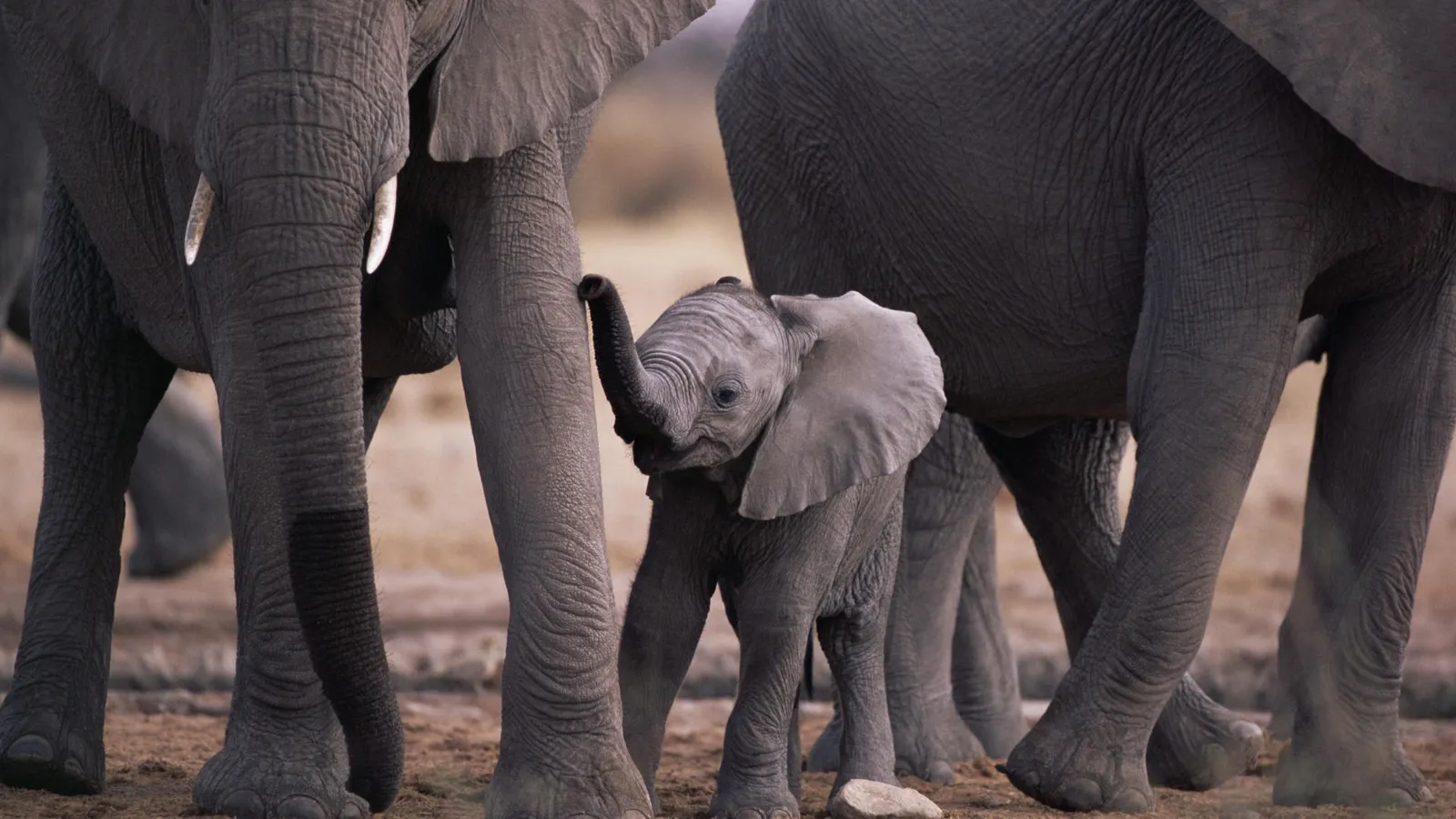 A tiny baby elephant stands between the legs of adult elephants, its trunk raised.