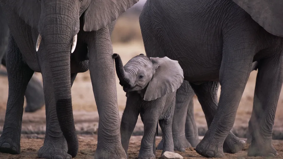 A tiny baby elephant stands between the legs of adult elephants, its trunk raised.