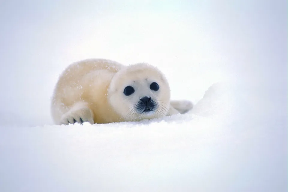 A fluffy white baby seal with large dark eyes lies on a snowy surface.