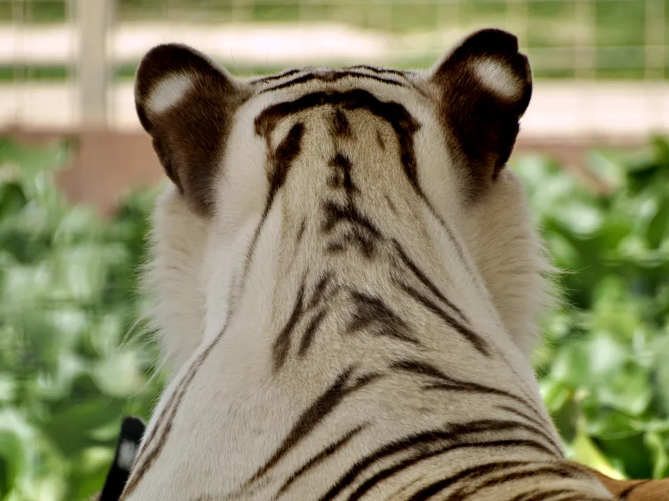 The back of a white tiger's head and neck, showing its dark stripes against its white fur.