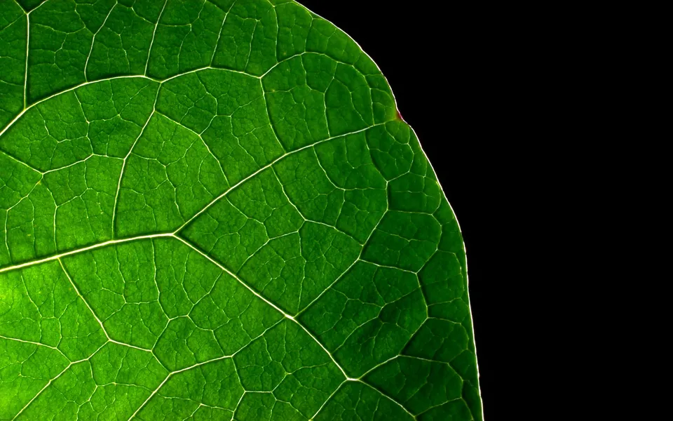 Macro view of a vibrant green leaf with intricate veins backlit against a black background.