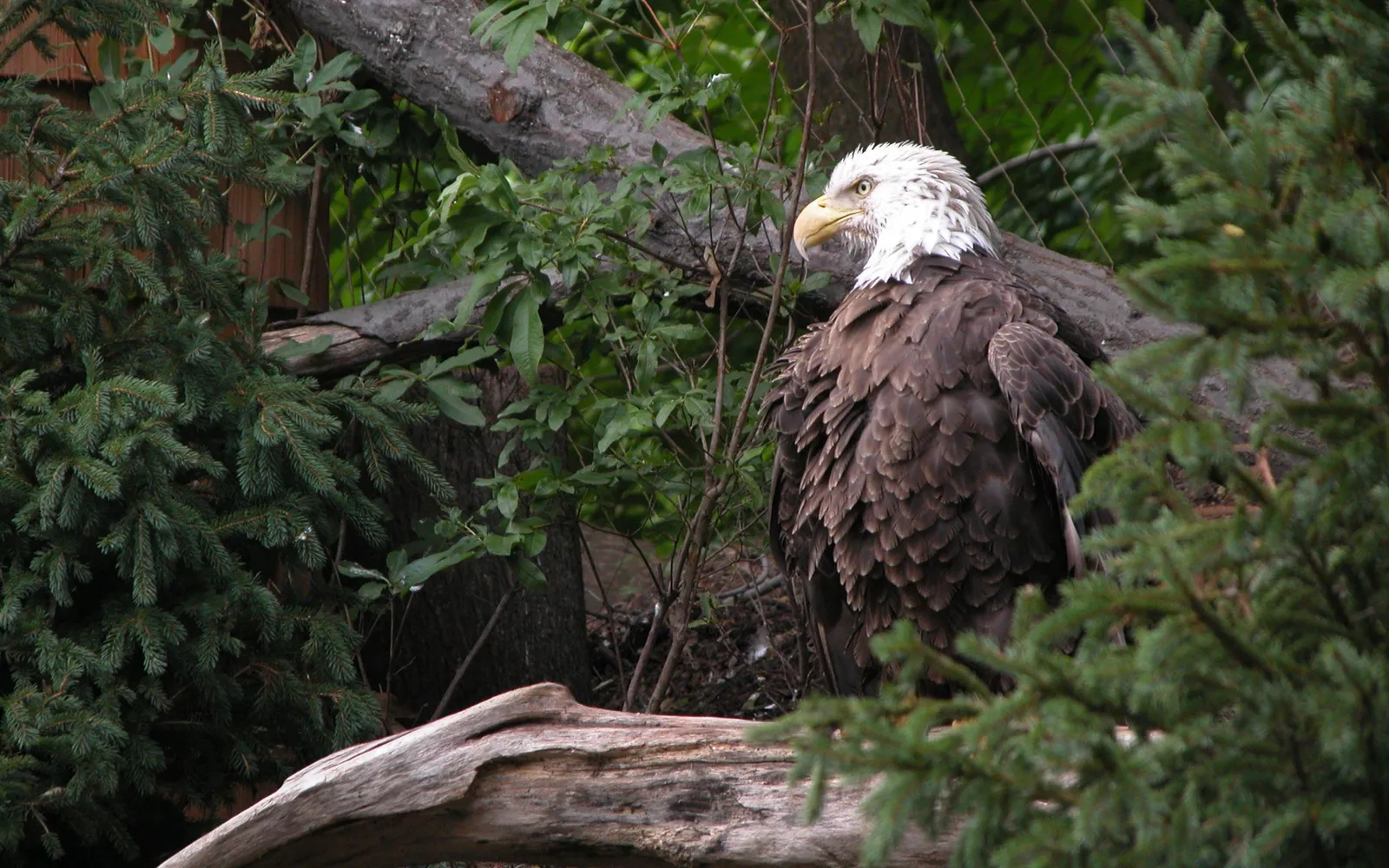 A bald eagle with white head and brown body sits on a log surrounded by trees and foliage.