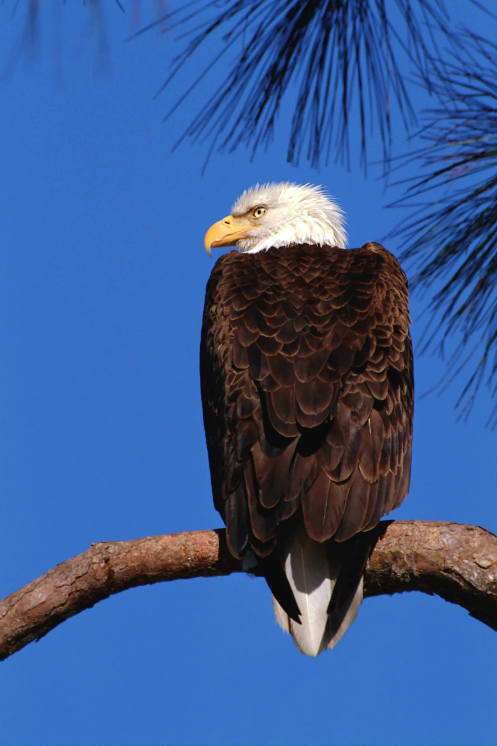 A bald eagle with white head and brown body sits on a tree branch against a clear blue sky.