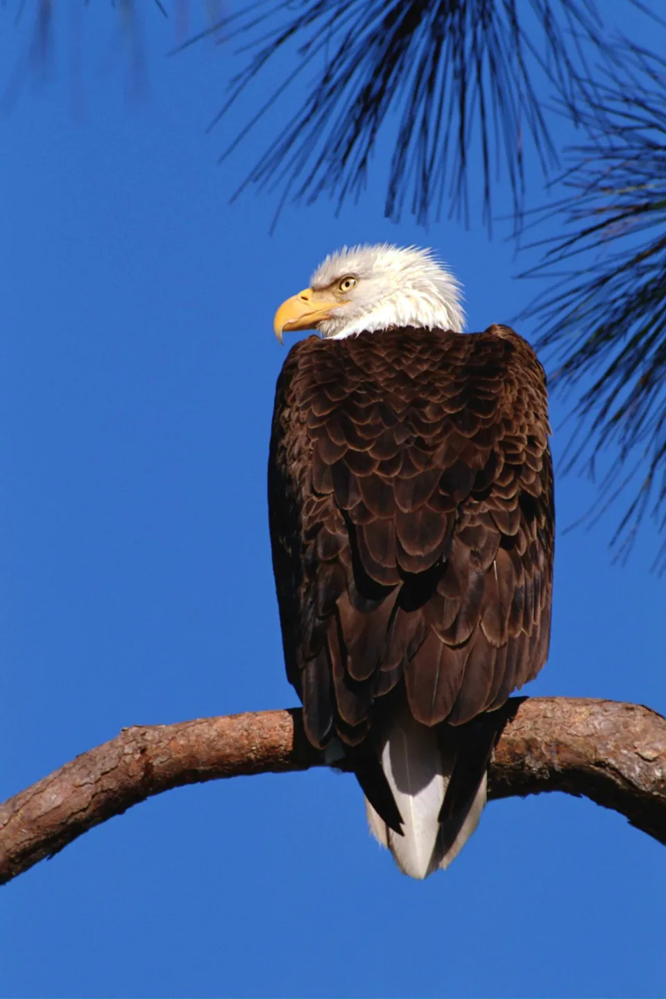 A bald eagle with white head and brown body sits on a tree branch against a clear blue sky.