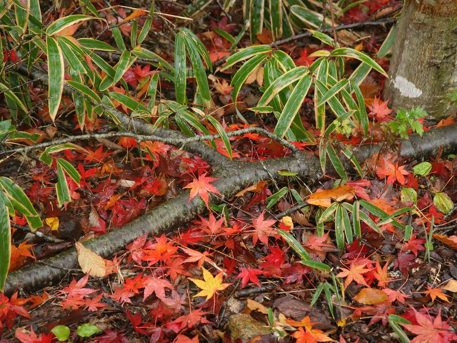 A dense carpet of red, orange, and yellow maple leaves covers the forest floor, with green bamboo-like plants growing amongst them.