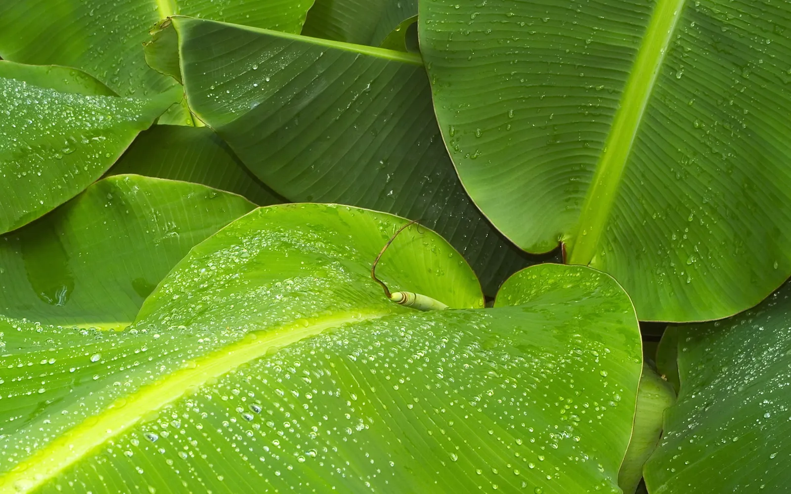 Close-up of large, vibrant green banana leaves covered in numerous small water droplets.