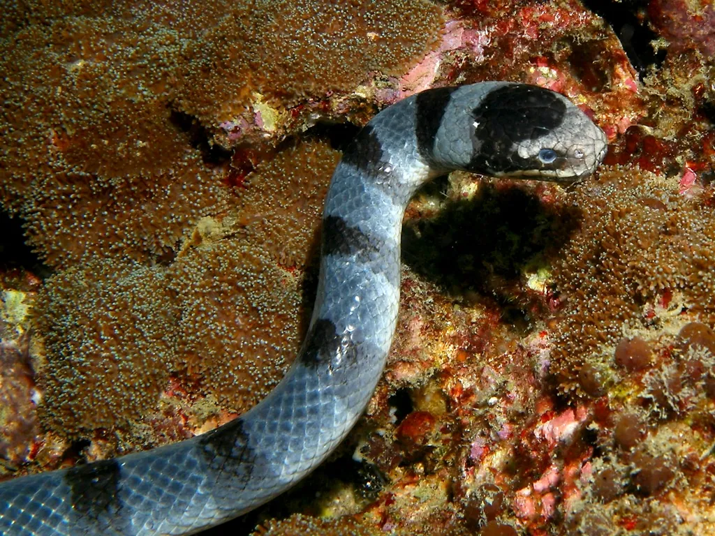 A banded sea snake with black and grey markings swims near colorful coral.