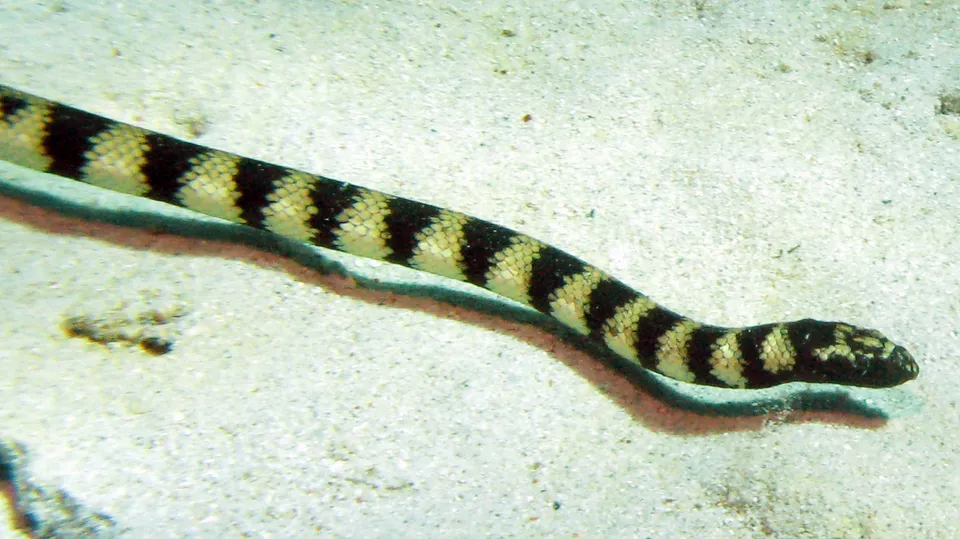 A sea snake with black and yellow bands swims over a sandy ocean floor.