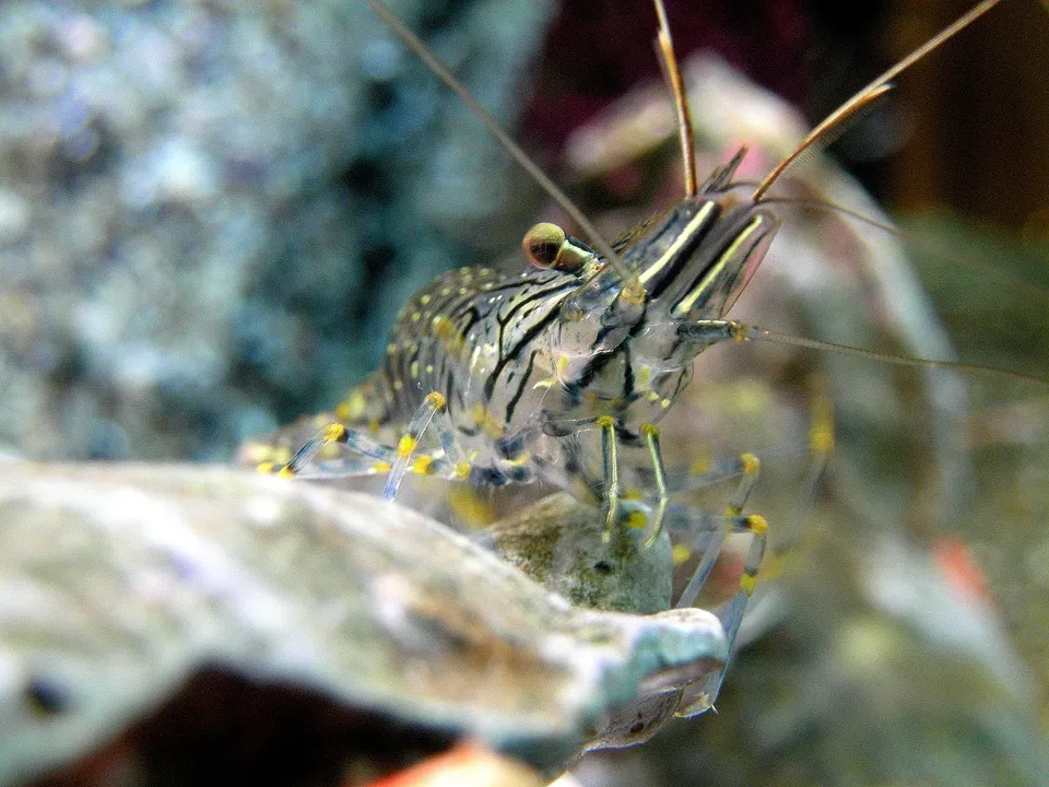 A close-up macro shot of a banded shrimp with black and white stripes and yellow accents.