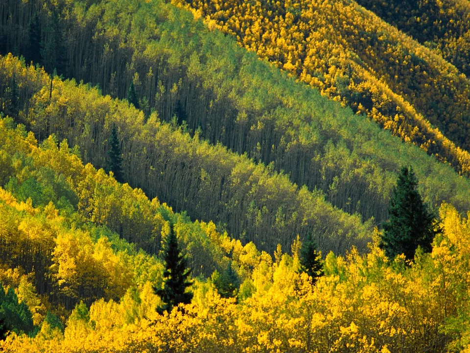 A hillside is covered in dense aspen trees showing distinct bands of yellow and green foliage in autumn.