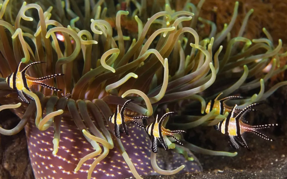 Several Banggai cardinalfish swim near and within the tentacles of a sea anemone.