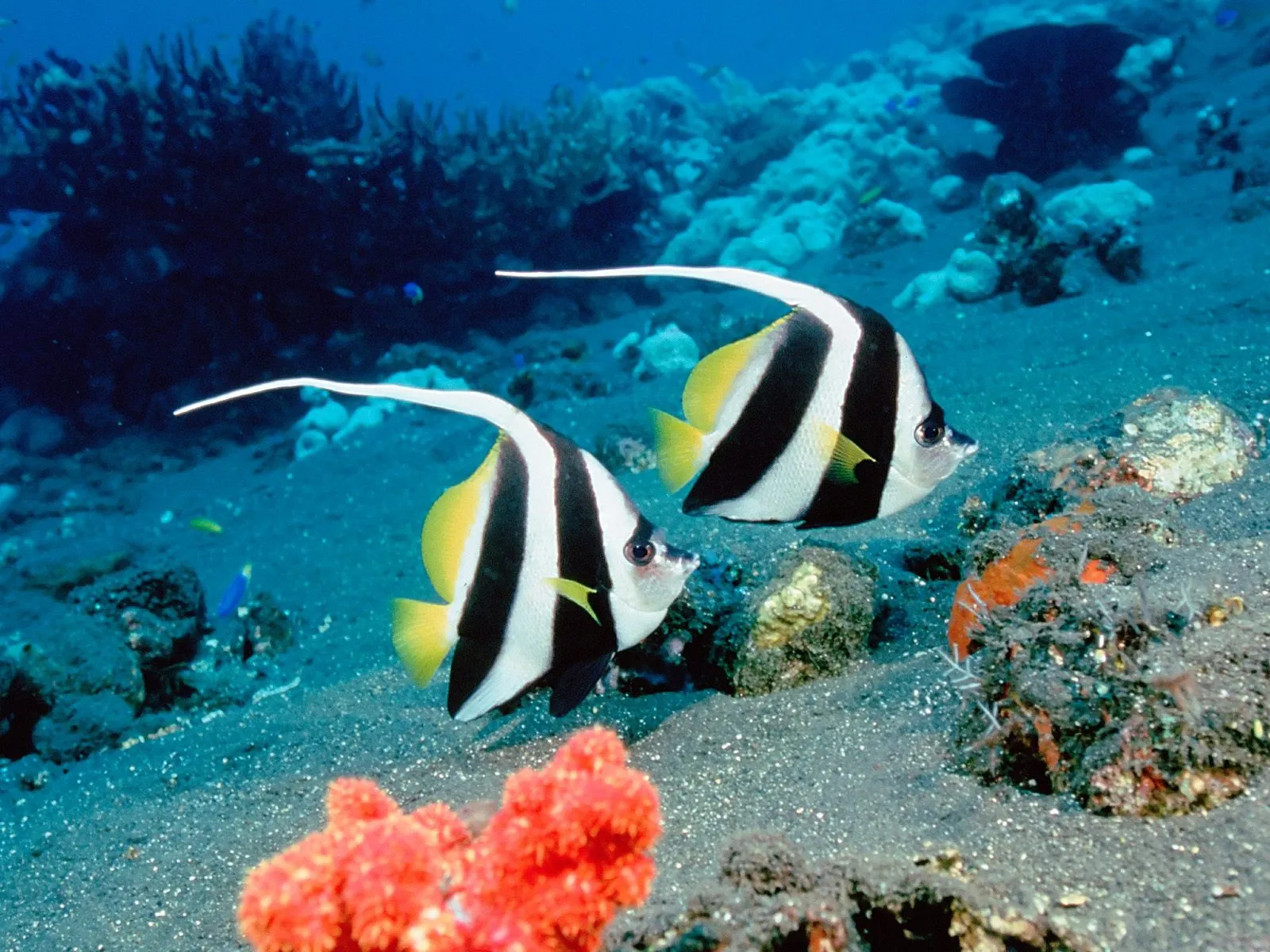 Two bannerfish with black and white stripes and yellow fins swim in clear blue water over a sandy ocean floor with coral.