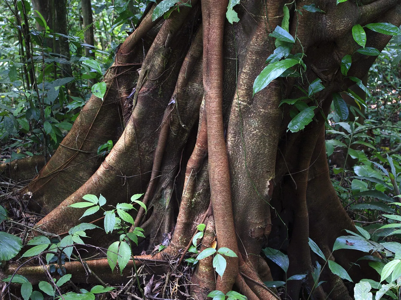 Close-up of the massive, buttressed roots of a banyan tree in a dense, green forest.