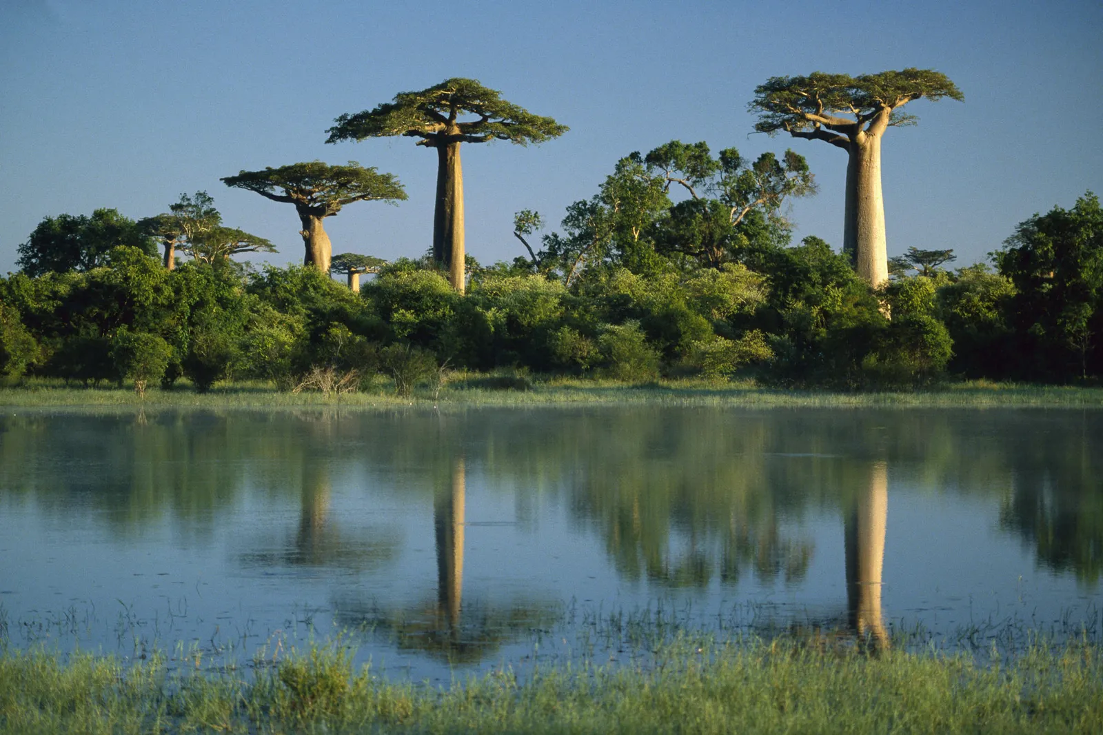 Several large baobab trees stand tall on a lush green bank, their reflections mirrored in the still water of a wetland.