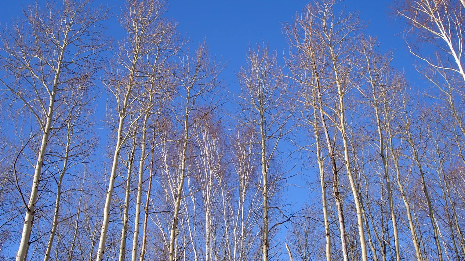 A low-angle view of tall, bare aspen trees reaching towards a bright blue sky.