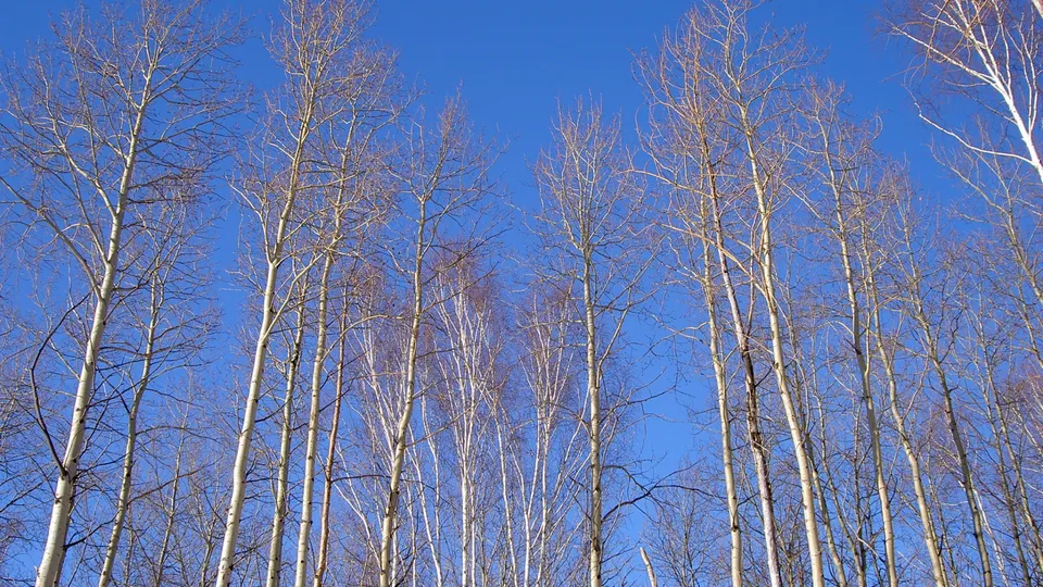 A low-angle view of tall, bare aspen trees reaching towards a bright blue sky.