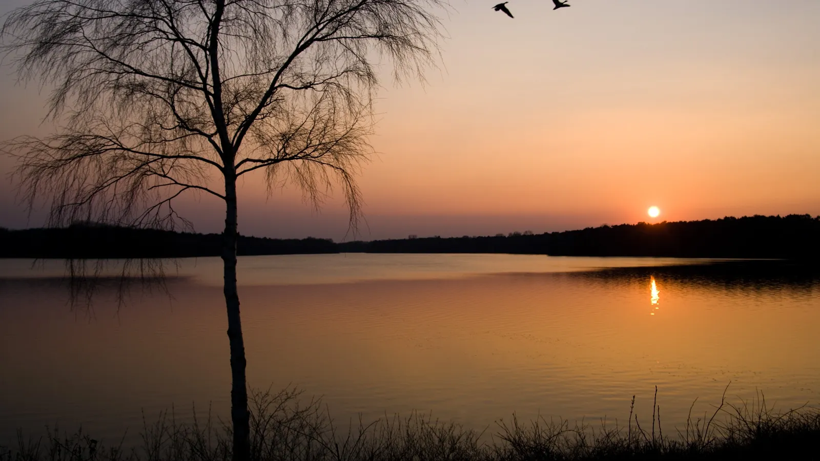 A lone birch tree stands in silhouette against a colorful sunset over a calm lake.