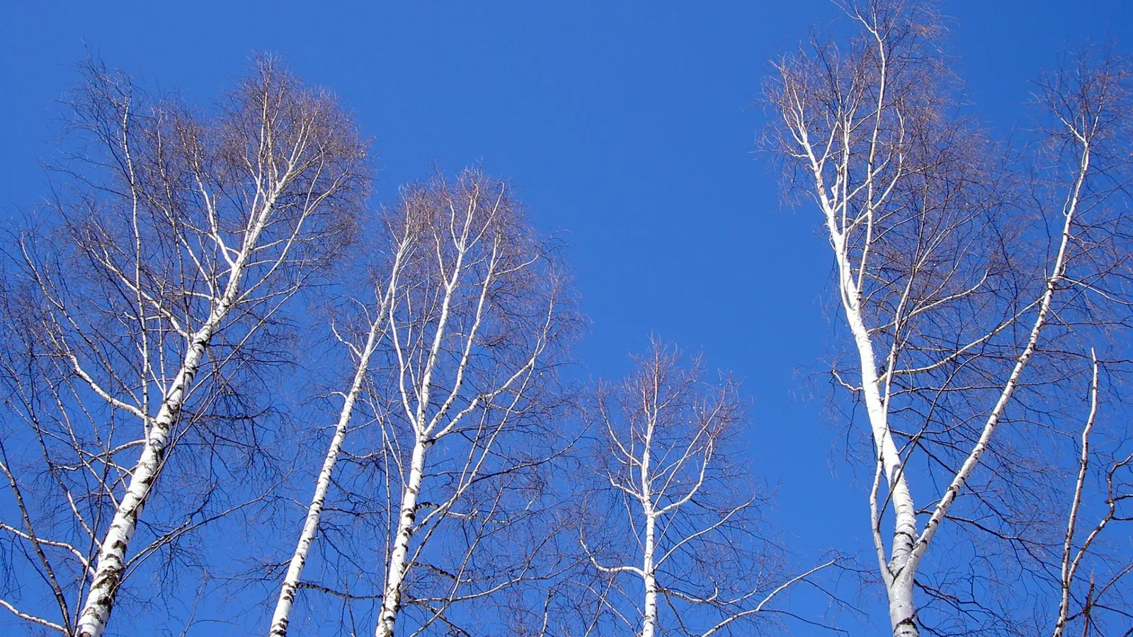Several bare birch trees with white trunks reach towards a clear, deep blue sky.