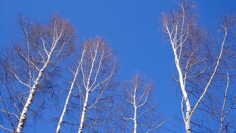 Several bare birch trees with white trunks reach towards a clear, deep blue sky.