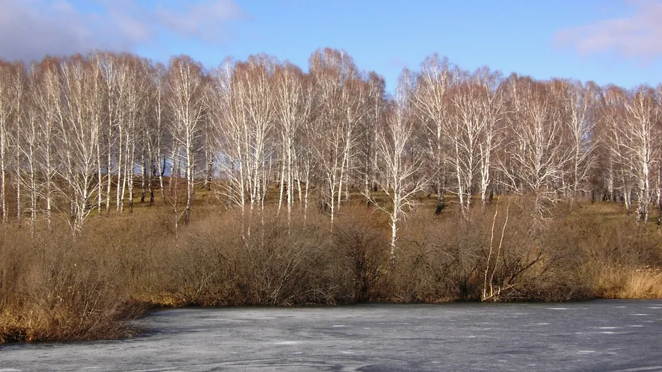 A line of bare birch trees with white trunks stands behind a frozen lake and brown brush.