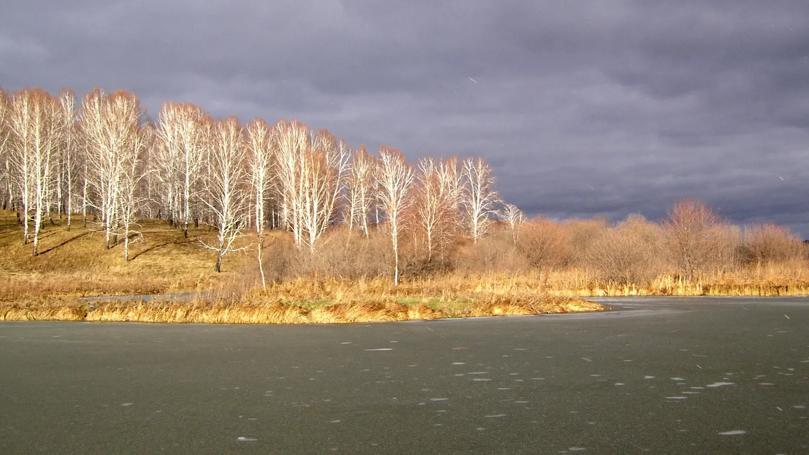 A line of bare birch trees with white trunks stands on a grassy slope against a dark, cloudy sky.